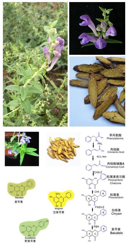 黄芩高产栽培技术 _www.isenlin.cn