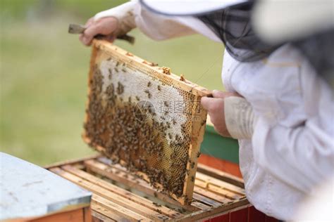养蜂人的工作收集蜂高清图片下载-正版图片504633959-摄图网