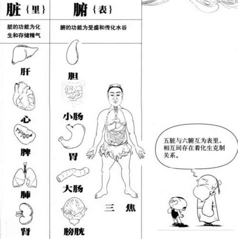 五脏分布图图片