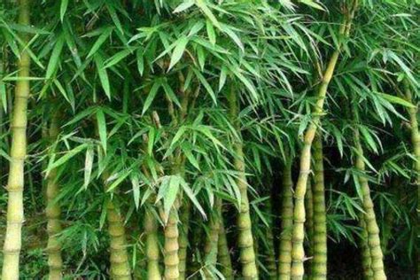 十大名贵竹子品种，凤尾竹排在榜首，第二表面形似龟甲_排行榜123网