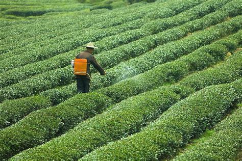 澜沧古茶二度冲击上市，“茶叶第一股”为什么这么难拿下？