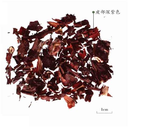 白水木(中国植物志称银毛树)_[标签:标题1]