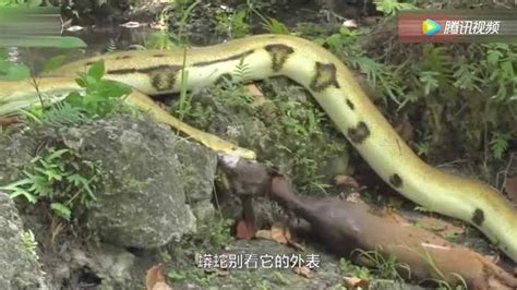 动物世界：老虎大战巨蟒森蚺,世界上最大的蟒蛇打得过老虎吗？_腾讯视频