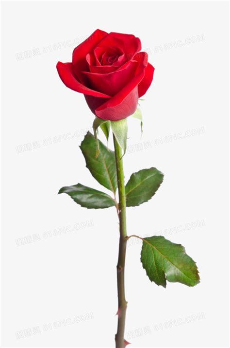 玫瑰图片-微滴玫瑰红花瓣的选择性聚焦素材-高清图片-摄影照片-寻图免费打包下载
