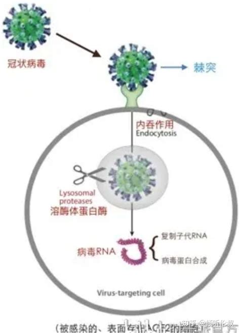 【快讯】新冠病毒变异及演化动态监测状态报告2020-2-21-快讯-转化医学网-转化医学核心门户