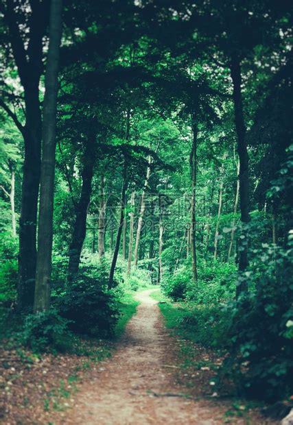 深入森林 10种方法教你捕捉隐藏在森林深处的美