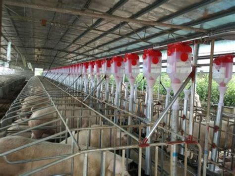 种猪场、中国种猪场排名，中国100家国家级原种猪场名单！ - 养猪 - 蛇农网