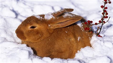 成年兔怎么分辨雌雄兔（公兔子和母兔子区别） - 胖萌舍宠物网