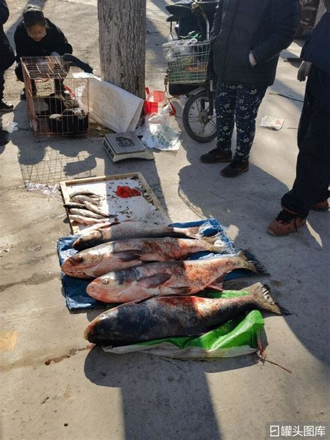 东海全面开捕后，我市各大农贸市场里新鲜鱼货陆续上架