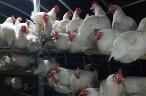 圣农发展：全自养屠宰名列第一，产能扩张持续发力 2019年，我国白羽肉鸡屠宰量为54亿只。2021年，这个数值已然增长到67.7亿只。尽管在近 ...