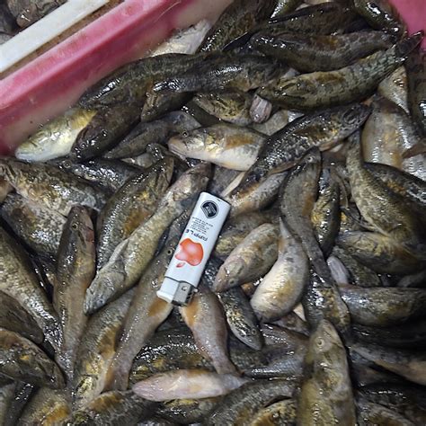 淡水鱼收购商电话 长年收购翘嘴鱼 红尾鱼 麻鲢鱼 大小白鱼 吉林白城-食品商务网