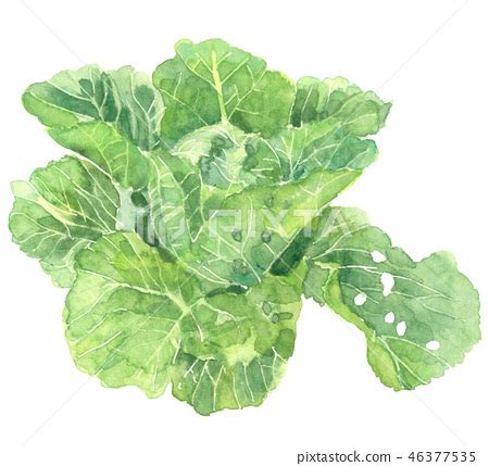 Chinese cabbage Chinese cabbage - Stock Illustration [46377535] - PIXTA