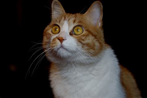 大脸猫图片