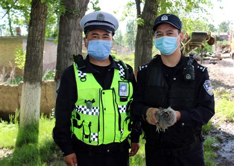 坡马森林公安派出所救助两只幼年长耳鸮- 师团新闻-兵团胡杨网-新疆兵团新闻门户