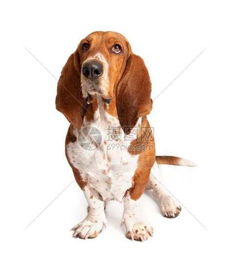 巴吉度猎犬又称巴塞特猎犬_[标签:标题1]