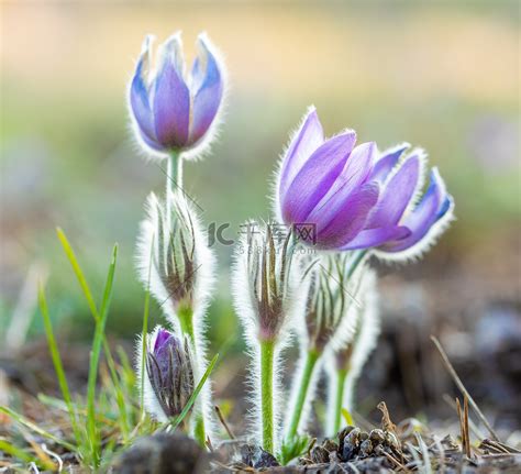 盛开和凋谢的紫色白头翁花高清摄影大图-千库网