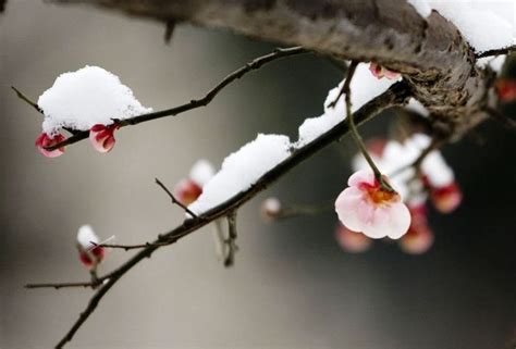 梅花 寒梅花枝高清图片下载_红动中国