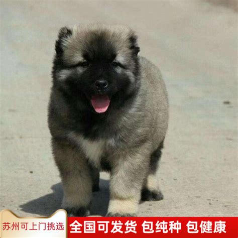 俄罗斯赛级高加索狼青色幼犬出售纯种大骨架熊版巨型高加索幼犬D3