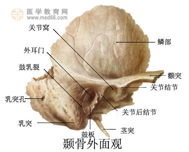 颞骨的位置图图片