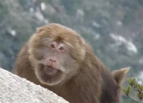 2021年4月，行摄西藏山南列布沟猴子。