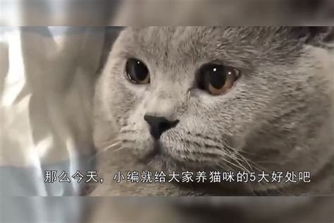 如何养猫 ？ - 知乎