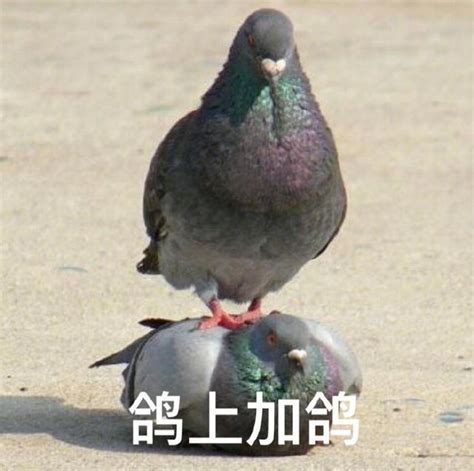 鸽子表情包图片