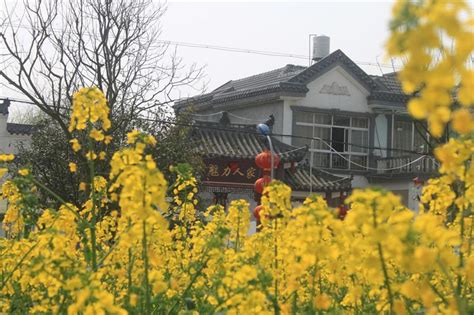 绵阳市安州区秀水镇龙泉村油菜花 图片 | 轩视界