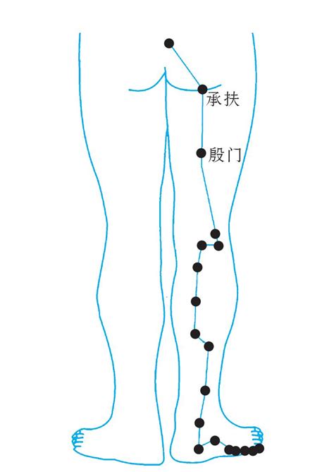 中西医助理医师实践技能针灸常用腧穴：足太阳膀胱经（承山）