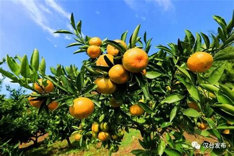 汉中市汉台区柑橘成熟季 果农采摘忙 - 西部网（陕西新闻网）