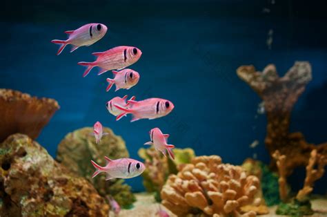 在水族馆的粉红色鱼-包图企业站