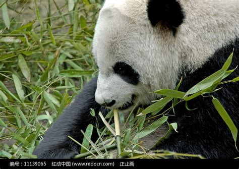 大熊猫吃竹子野生动物高清图片下载-正版图片505778782-摄图网