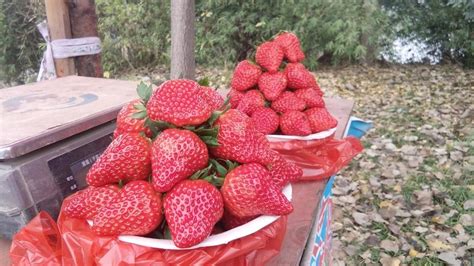 亚洲最高大上草莓园！斥资2个亿，单体5万㎡__凤凰网