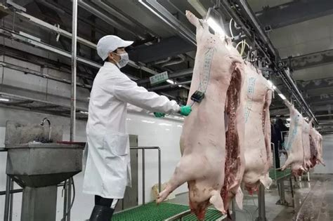 楚雄市动物卫生监督所加强屠宰检疫监管 确保外销猪肉质量安全-楚雄市人民政府