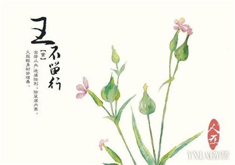 王不留行的图片