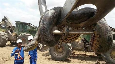 世界最的蛇_全世界最大的蛇,巨蛇泰坦蟒体长15.24米_排行榜