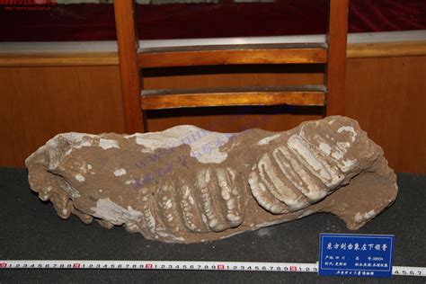 历史上的今天11月29日_1973年中国甘肃发现完整剑齿象化石。
