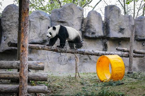 北京动物园大熊猫走独木桥惹人喜爱_手机新浪网
