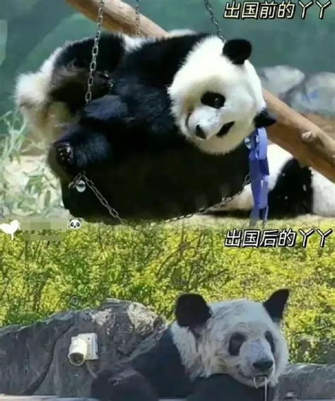 大熊猫“乐乐”死因已初步确定，丫丫真的是食欲好体重稳定？_【快资讯】