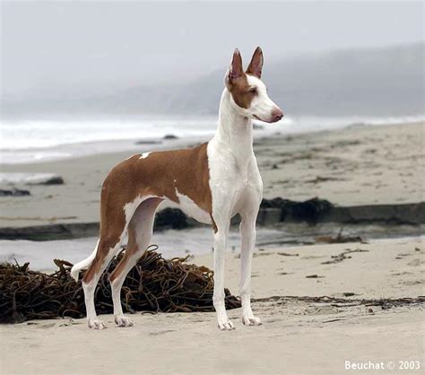 名犬图片