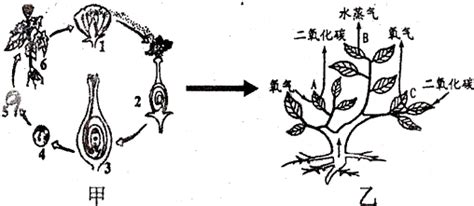 桃儿七种子解剖结构及其萌发生长期形态特征