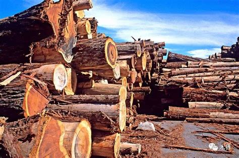 深入推进 国际木材贸易格局或将生变-地板网