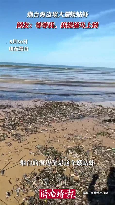 烟台海滩退潮后现大量海鲜，有人捡了30斤虾……网友：是我要的海鲜自由_澎湃号·媒体_澎湃新闻-The Paper