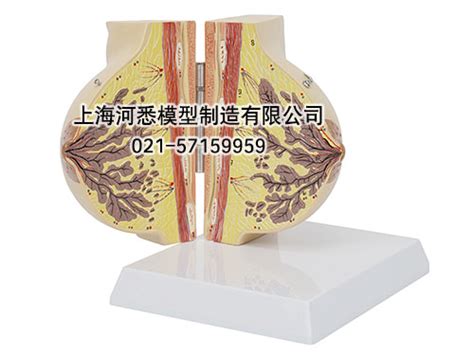 静止期女性乳房解剖模型_上海河悉模型制造有限公司