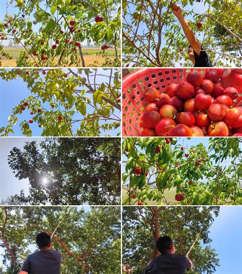 妇女从树上摘苹果高清图片下载-正版图片320299756-摄图网