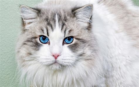 蓝眼睛的小猫或小猫蓝眼睛高清图片下载-正版图片505502913-摄图网