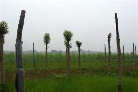 大型苗木基地辅助用地的设计-种植技术-中国花木网