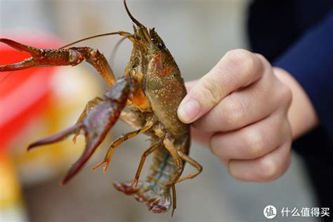 小龙虾的做法,小龙虾做法的种类,小龙虾的营养价值,小龙虾不能和什么一起吃_齐家网