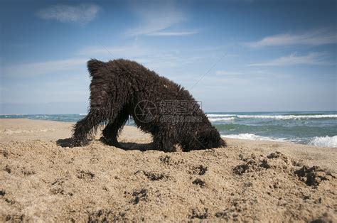 布维耶德范德雷斯小狗海滩上挖掘高清图片下载-正版图片300170990-摄图网
