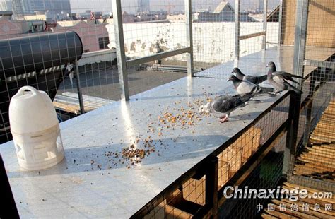 特色图集：精致小鸽棚-中国信鸽信息网