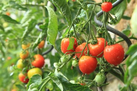 种植的番茄高清图片下载-正版图片600182111-摄图网